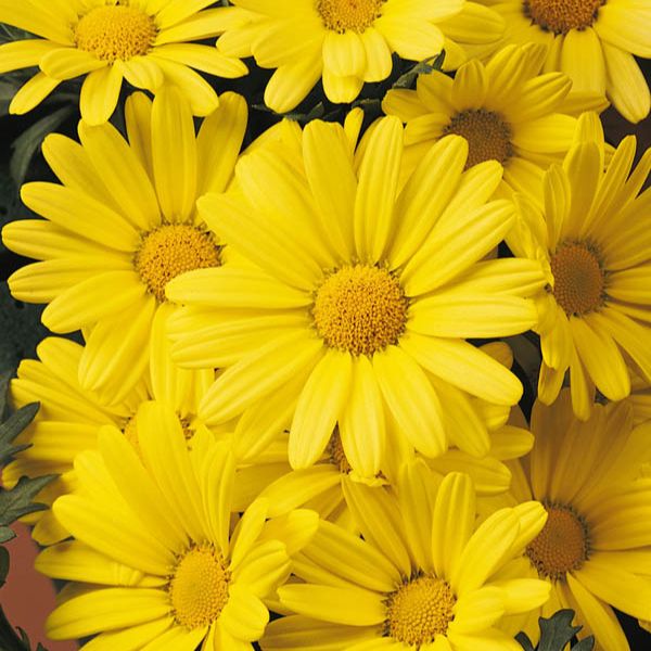 Argyranthemum | Flowers - Annuals | Scheeringa Farm