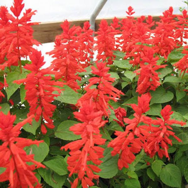 Salvia Flats | Flowers - Annuals | Scheeringa Farm