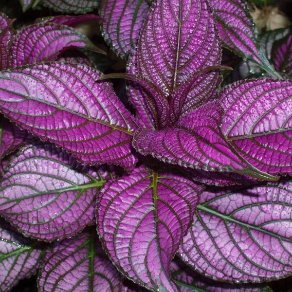 Strobilanthes (Persian Shield) | Flowers - Annuals | Scheeringa Farm