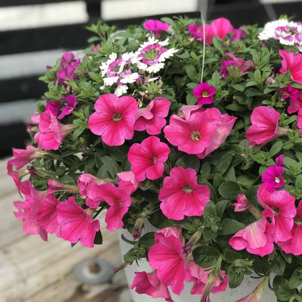 Petunia Combo Hanging Basket | Flowers - Annuals | Scheeringa Farm