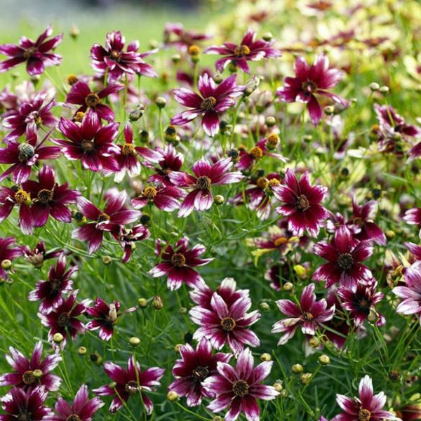 Coreopsis (Tickseed) | Flowers - Perennials | Scheeringa Farm