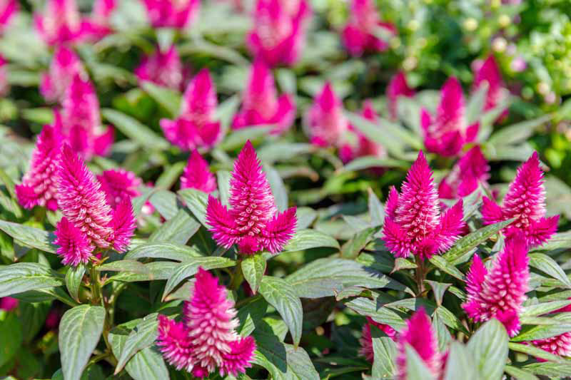 Celosia | Flowers - Annuals | Scheeringa Farm