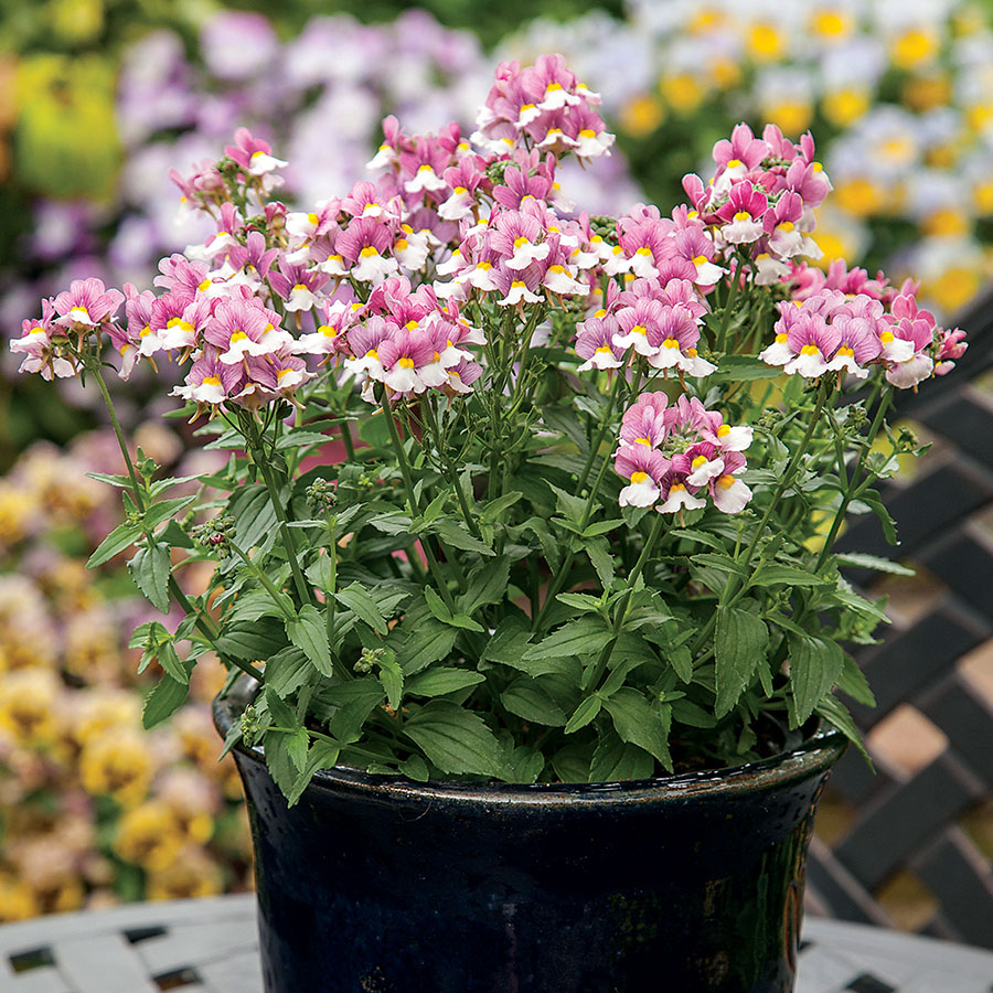 Nemesia (Proven Winners) | Flowers - Annuals | Scheeringa Farm