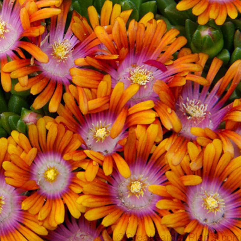 Delosperma Hardy Ice Plant Flowers Perennials Scheeringa Farm