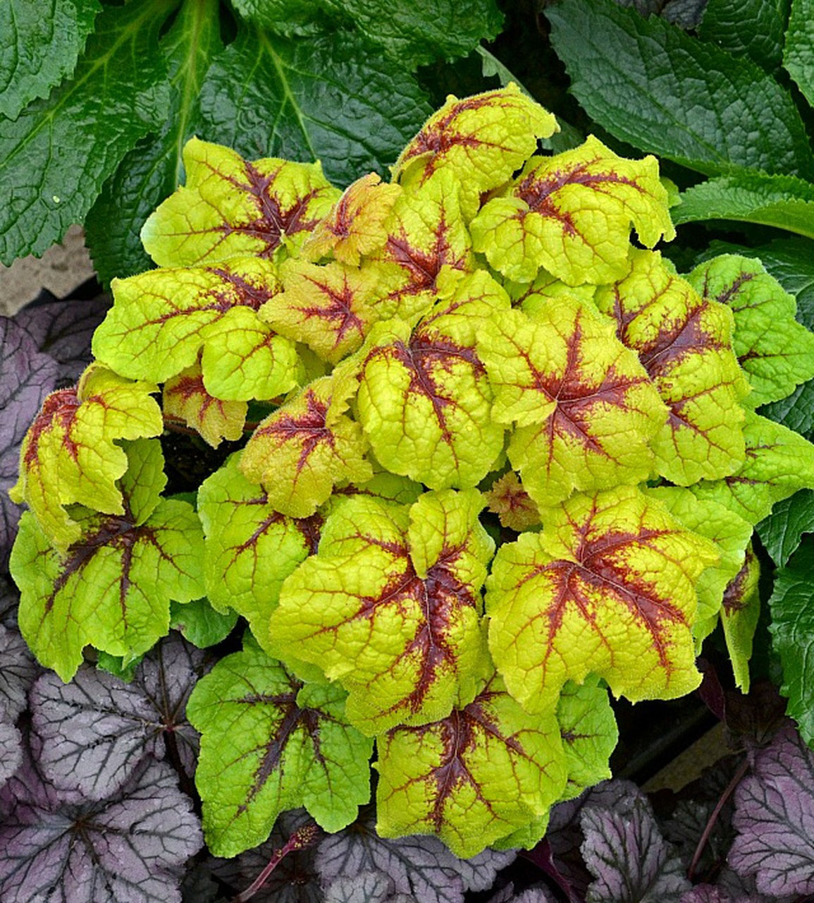 Heucherella (Foamy Bells) | Flowers - Perennials | Scheeringa Farm