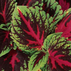 Coleus