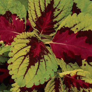 Coleus