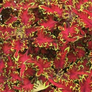 Coleus