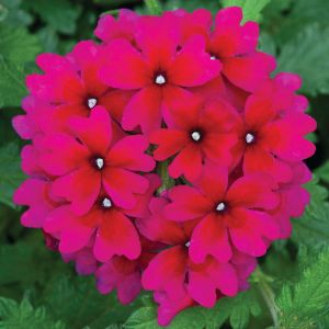 Verbena