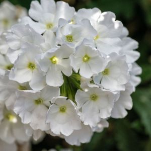 Verbena